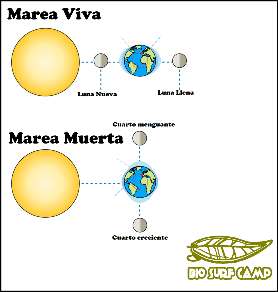 marea viva y muerta